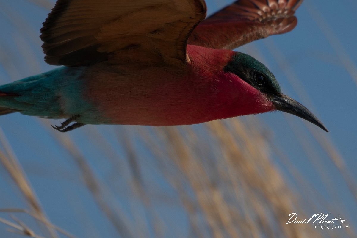 DPPhotography - Namibia - Southern carmine bee-eater - G.jpg - Southern carmine bee-eater  - Okavango River