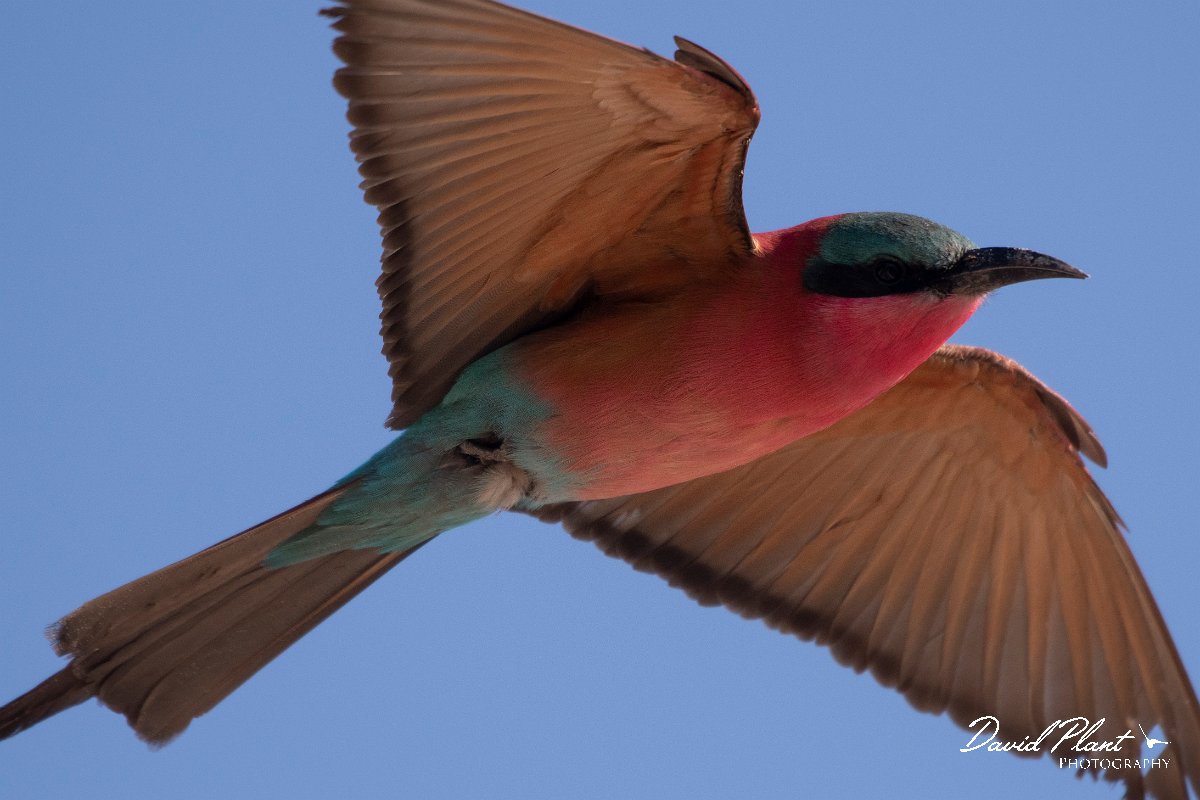 DPPhotography - Namibia - Southern carmine bee-eater - H.jpg - Southern carmine bee-eater  - Okavango River