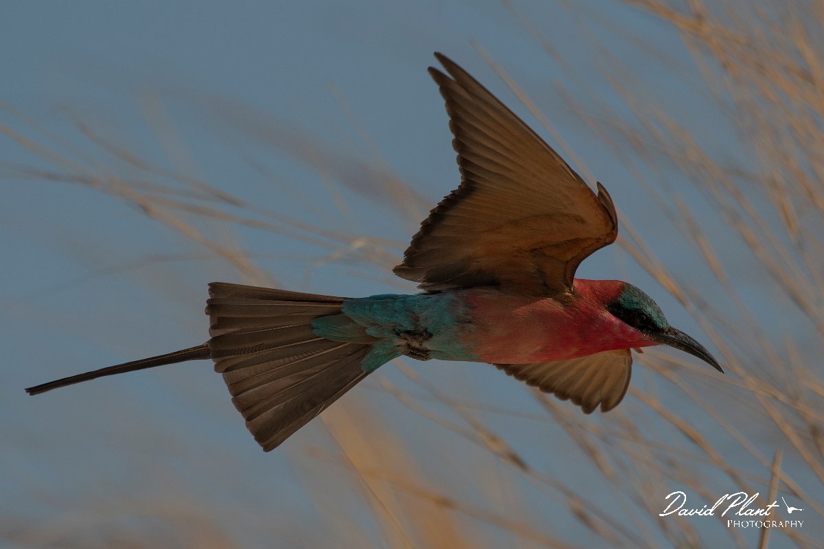DPPhotography - Namibia - Southern carmine bee-eater - I.jpg - Southern carmine bee-eater  - Okavango River