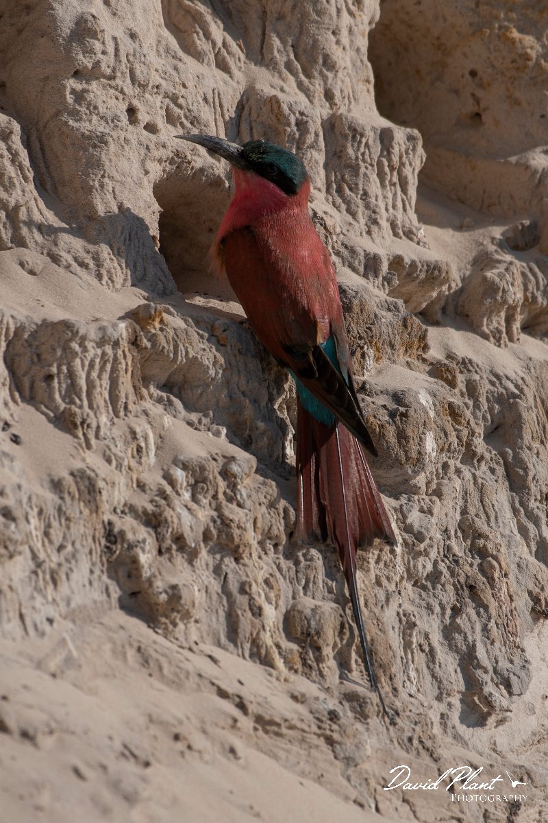 DPPhotography - Namibia - Southern carmine bee-eater - J.jpg - Southern carmine bee-eater at nest - Okavango River