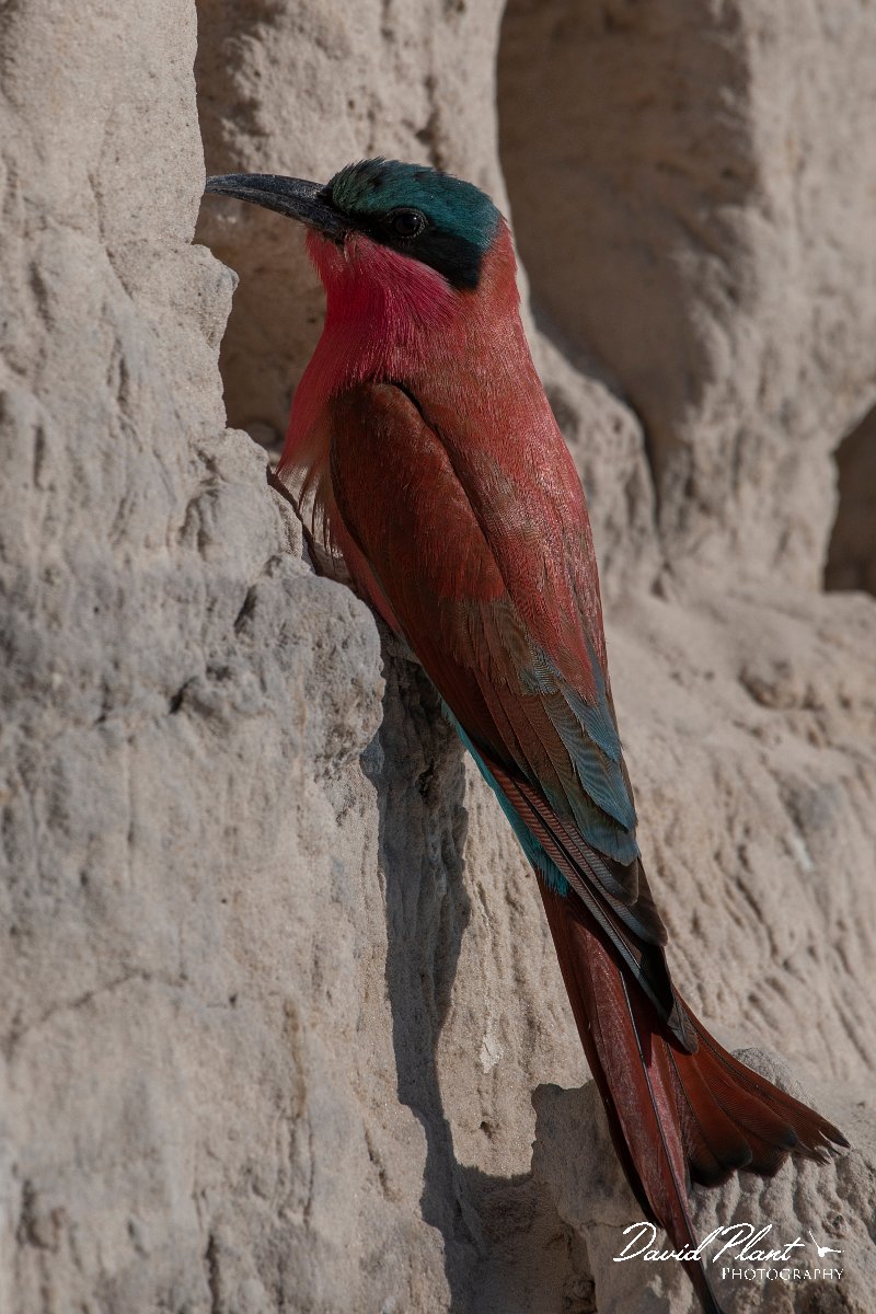 DPPhotography - Namibia - Southern carmine bee-eater - L.jpg - Southern carmine bee-eater at nest - Okavango River