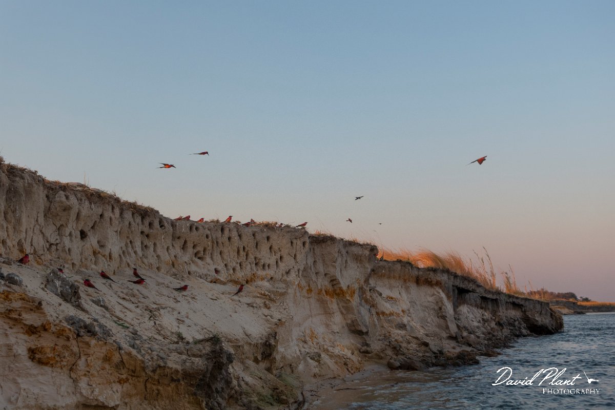 DPPhotography - Namibia - Southern carmine bee-eater - M.jpg - Southern carmine bee-eater nests - Okavango River