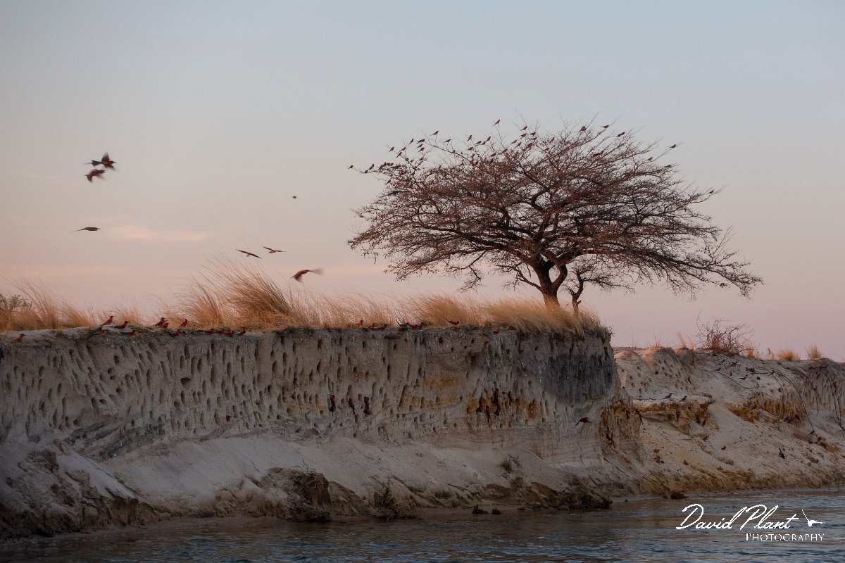 DPPhotography - Namibia - Southern carmine bee-eater - N.jpg - Southern carmine bee-eater nests - Okavango River
