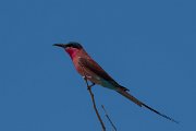 DPPhotography - Namibia - Southern carmine bee-eater - A