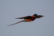 DPPhotography - Namibia - Southern carmine bee-eater - D