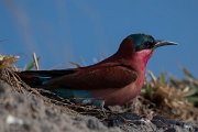 DPPhotography - Namibia - Southern carmine bee-eater - E