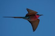 DPPhotography - Namibia - Southern carmine bee-eater - F