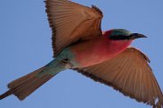 DPPhotography - Namibia - Southern carmine bee-eater - H