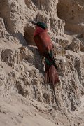 DPPhotography - Namibia - Southern carmine bee-eater - J