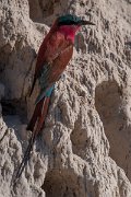 DPPhotography - Namibia - Southern carmine bee-eater - K