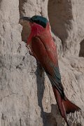 DPPhotography - Namibia - Southern carmine bee-eater - L