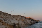 DPPhotography - Namibia - Southern carmine bee-eater - M