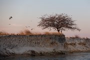 DPPhotography - Namibia - Southern carmine bee-eater - N