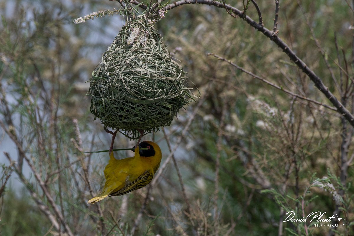 DPPhotography - Namibia - Southern masked weaver - A.jpg - Southern masked weaver at nest - Walvis Bay Bird Sanctuary