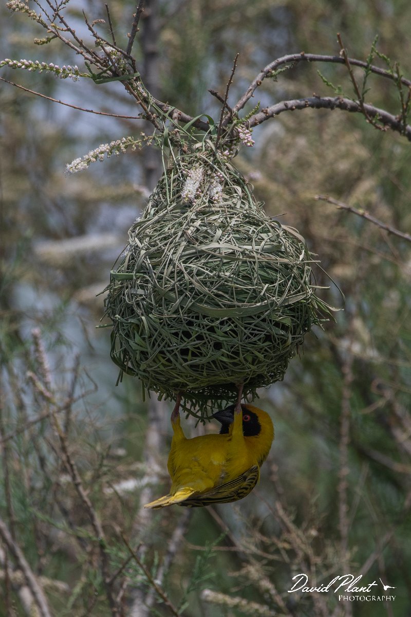 DPPhotography - Namibia - Southern masked weaver - B.jpg - Southern masked weaver at nest - Walvis Bay Bird Sanctuary