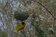DPPhotography - Namibia - Southern masked weaver - A