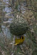 DPPhotography - Namibia - Southern masked weaver - B