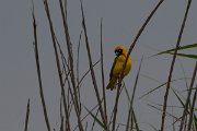 DPPhotography - Namibia - Southern masked weaver - C