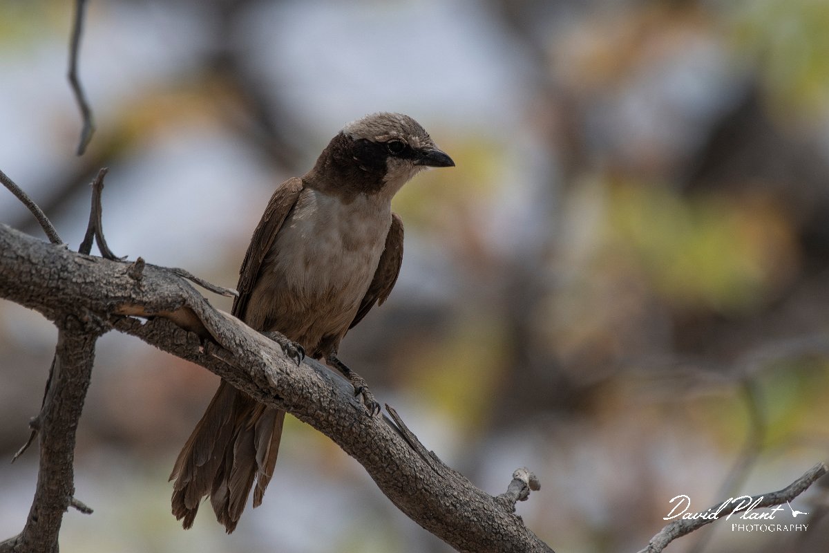 DPPhotography - Namibia - Southern white-crowned shrike - A.jpg - Southern white-crowned shrike - Etosha National Park