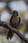 DPPhotography - Namibia - Southern white-crowned shrike - B