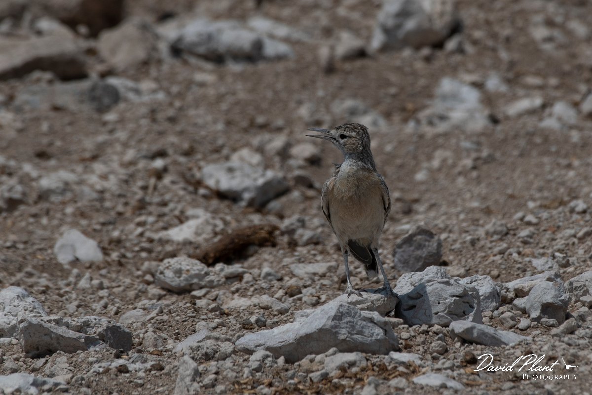 DPPhotography - Namibia - Spike-heeled lark - A.jpg - Spike-heeled lark - Etosha National Park