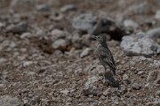 DPPhotography - Namibia - Spike-heeled lark - B