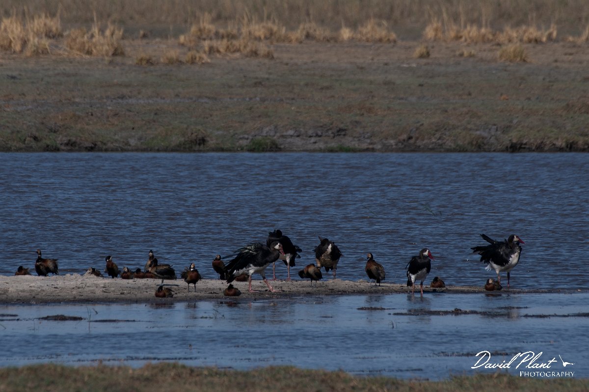DPPhotography - Namibia - Spur-winged goose - A.jpg - Spur-winged goose - Mahango National Park