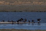 DPPhotography - Namibia - Spur-winged goose - A