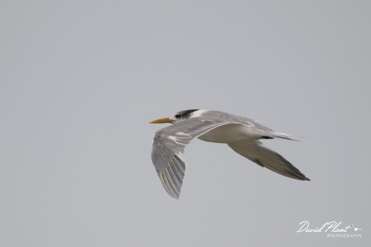 DPPhotography - Namibia - Swift tern - A.jpg - Swift tern - Walvis Bay