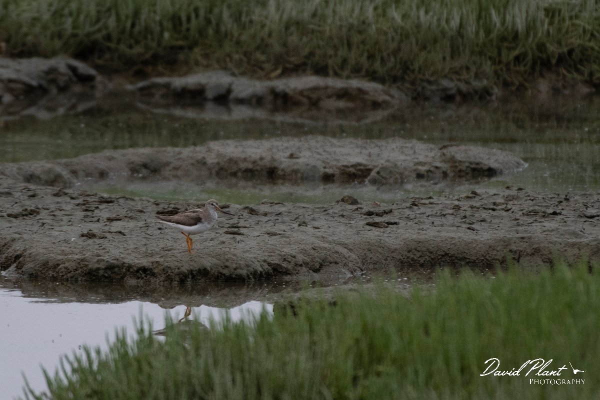 DPPhotography - Namibia - Terek sandpiper - A.jpg - Terek sandpiper - Walvis Bay