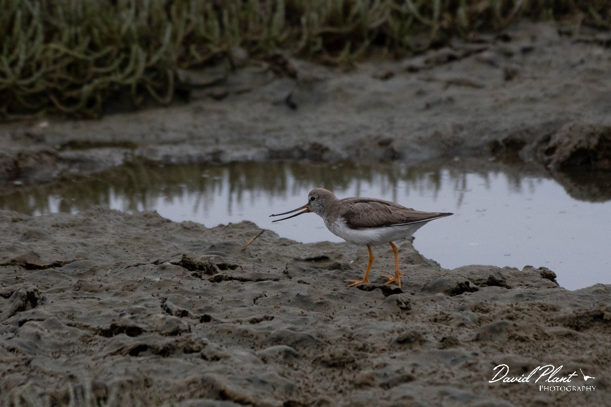 DPPhotography - Namibia - Terek sandpiper - B.jpg - Terek sandpiper - Walvis Bay