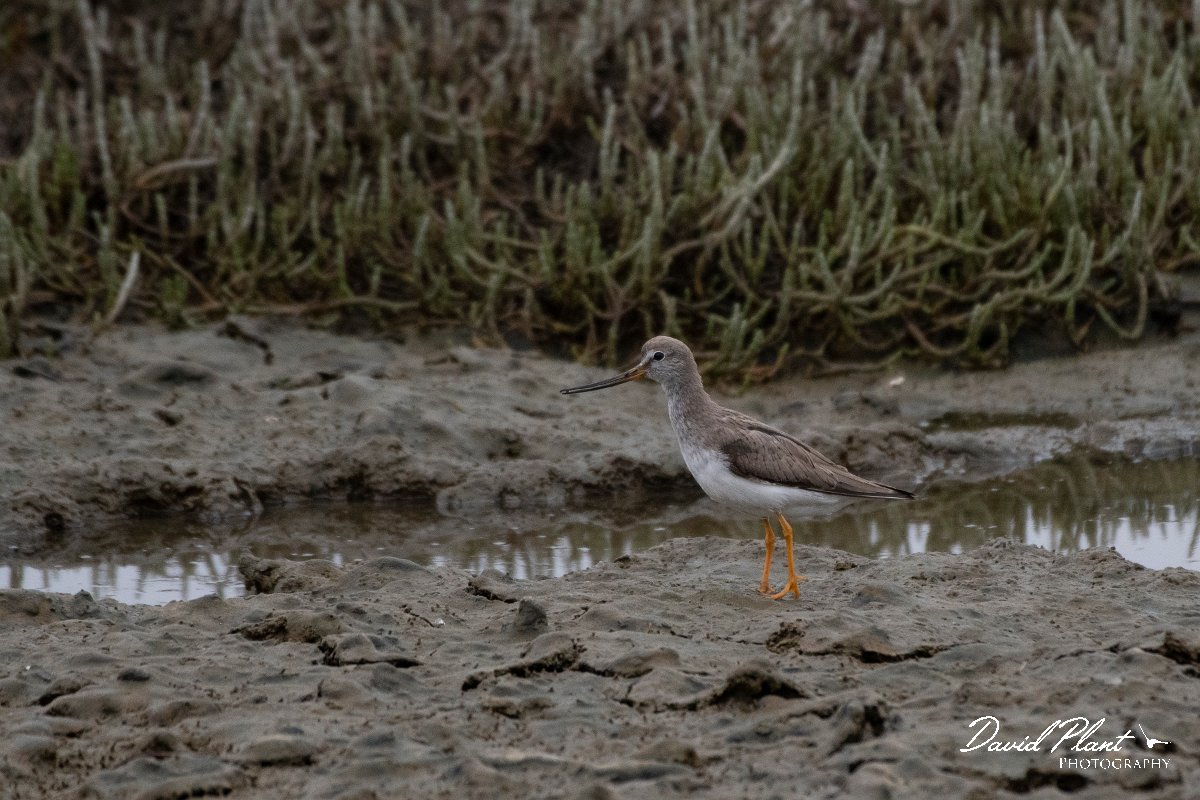 DPPhotography - Namibia - Terek sandpiper - C.jpg - Terek sandpiper - Walvis Bay