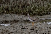 DPPhotography - Namibia - Terek sandpiper - C