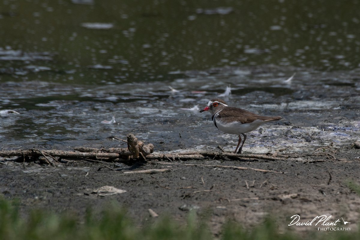 DPPhotography - Namibia - Three-banded plover - A.jpg - Three-banded plover - Walvis Bay Bird Sanctuary