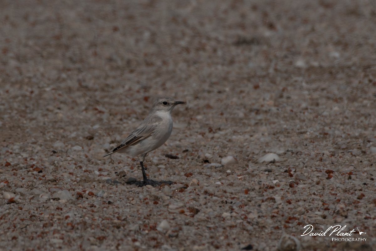 DPPhotography - Namibia - Tractrac chat - B.jpg - Tractrac chat - Swakopmund area