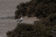 DPPhotography - Namibia - Tractrac chat - A