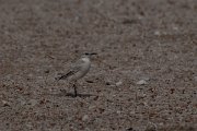DPPhotography - Namibia - Tractrac chat - B