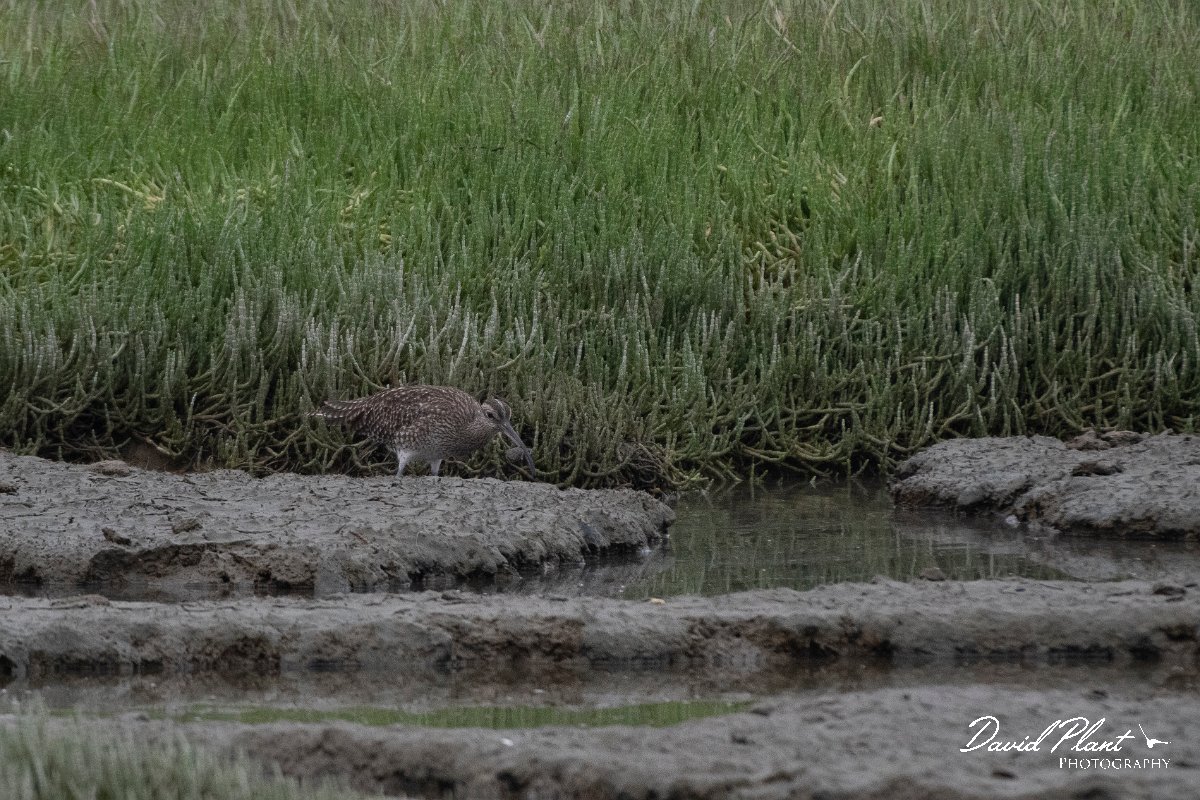 DPPhotography - Namibia - Whimbrel - A.jpg - Whimbrel - Walvis Bay