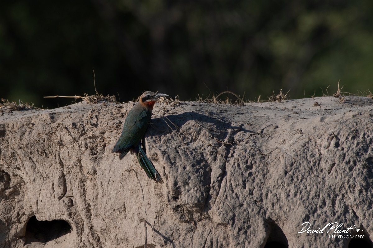 DPPhotography - Namibia - White-fronted bee-eater - A.jpg - White-fronted bee-eater - Popa Falls