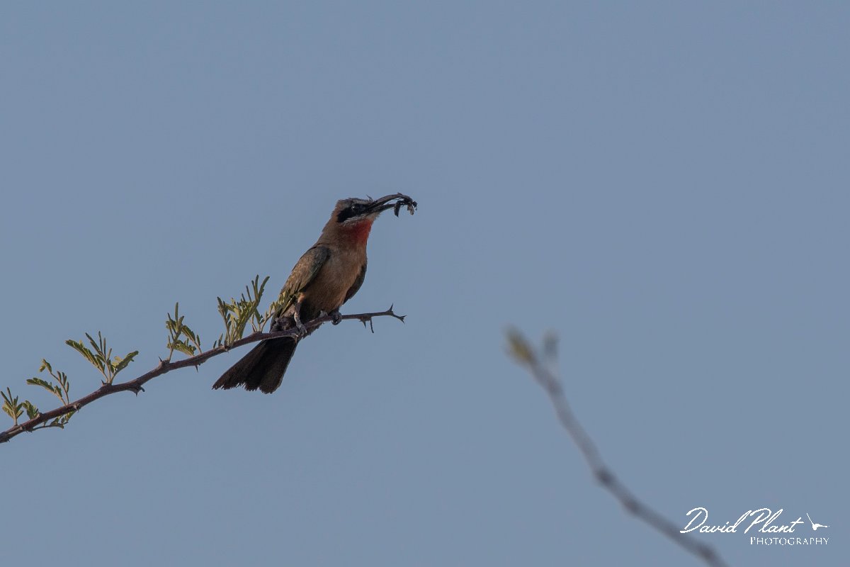 DPPhotography - Namibia - White-fronted bee-eater - B.jpg - White-fronted bee-eater - Popa Falls