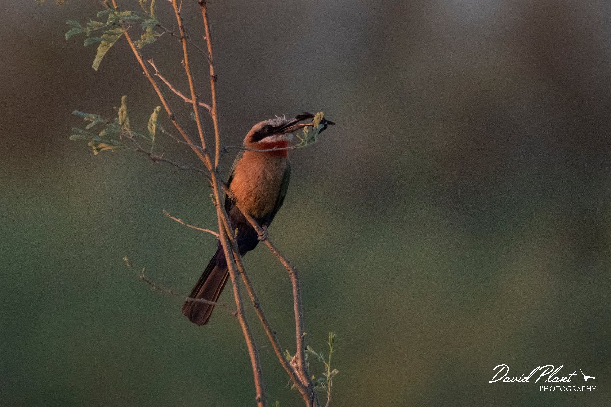 DPPhotography - Namibia - White-fronted bee-eater - C.jpg - White-fronted bee-eater - Popa Falls