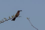 DPPhotography - Namibia - White-fronted bee-eater - B