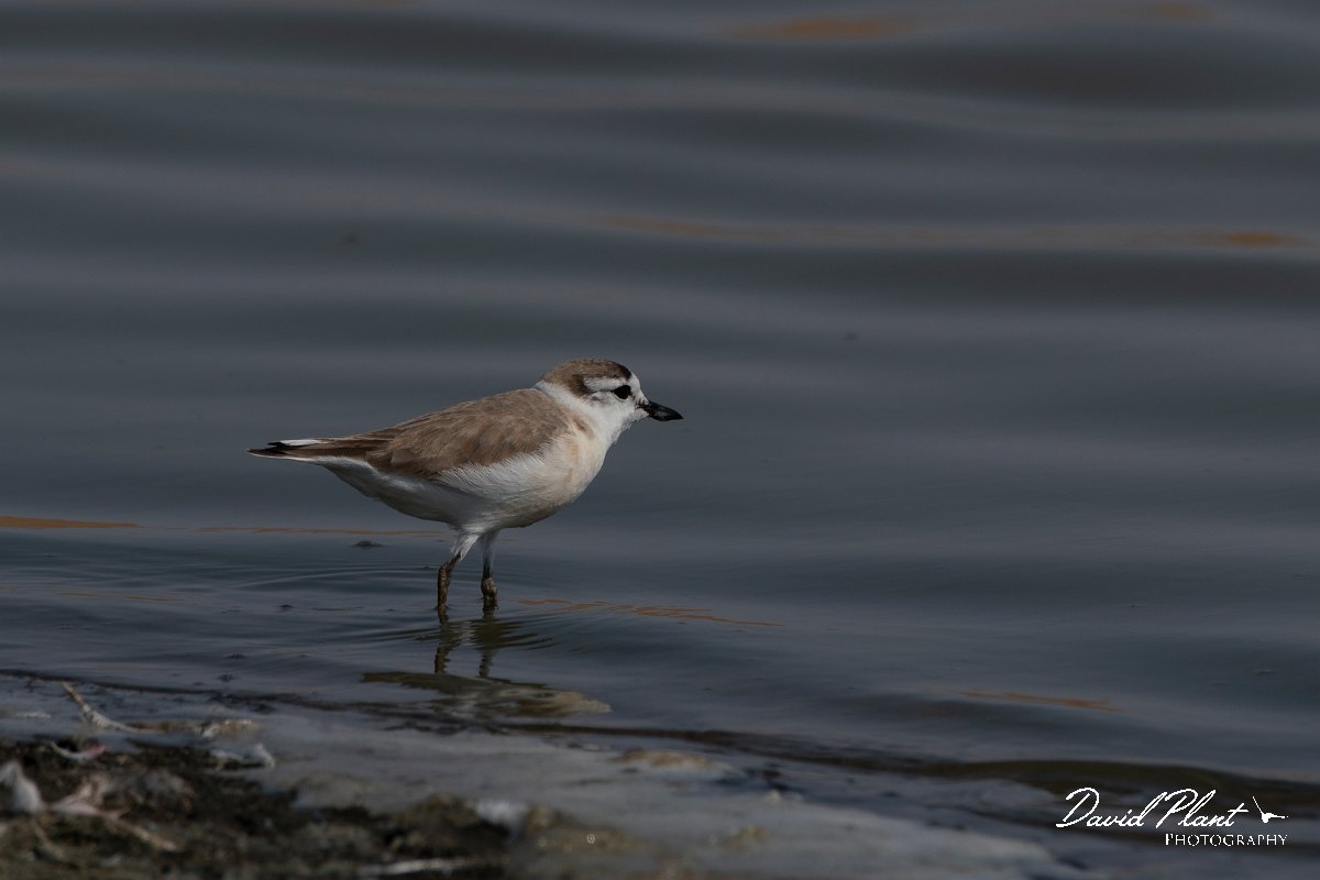 DPPhotography - Namibia - White-fronted plover - A.jpg - White-fronted plover - Walvis Bay Bird Sanctuary