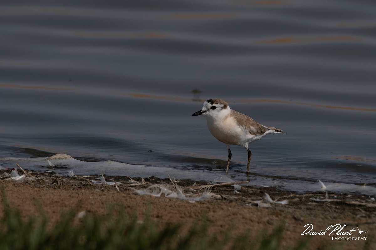 DPPhotography - Namibia - White-fronted plover - B.jpg - White-fronted plover - Walvis Bay Bird Sanctuary