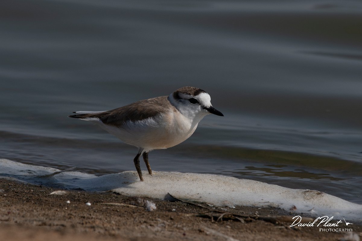 DPPhotography - Namibia - White-fronted plover - C.jpg - White-fronted plover - Walvis Bay Bird Sanctuary