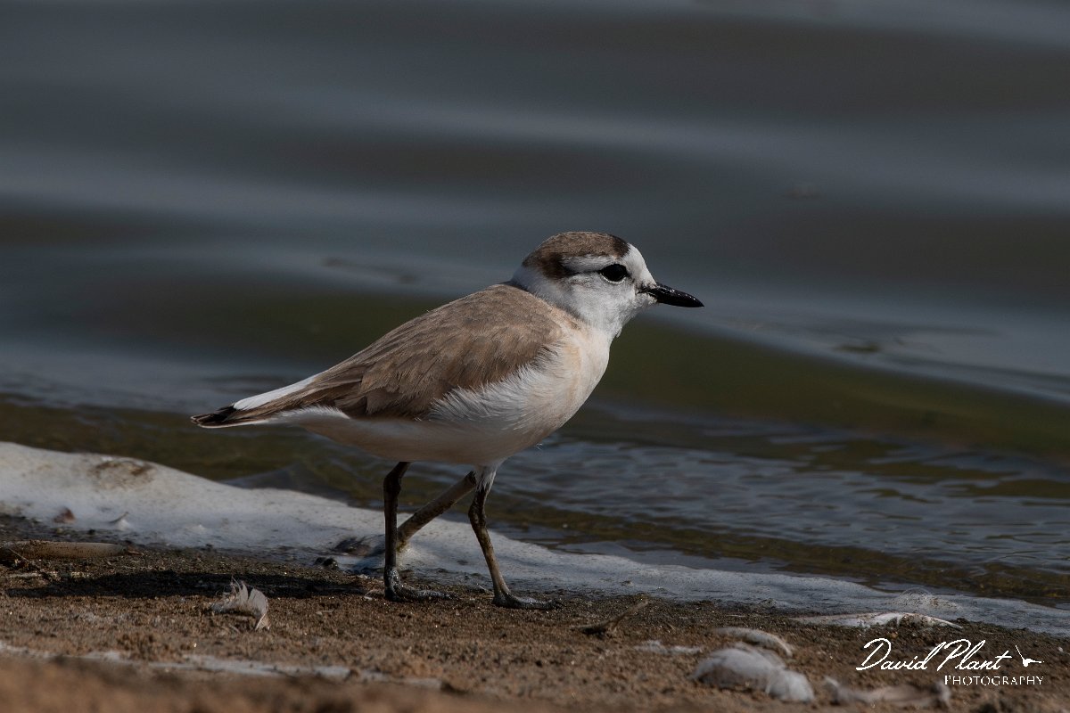 DPPhotography - Namibia - White-fronted plover - D.jpg - White-fronted plover - Walvis Bay Bird Sanctuary
