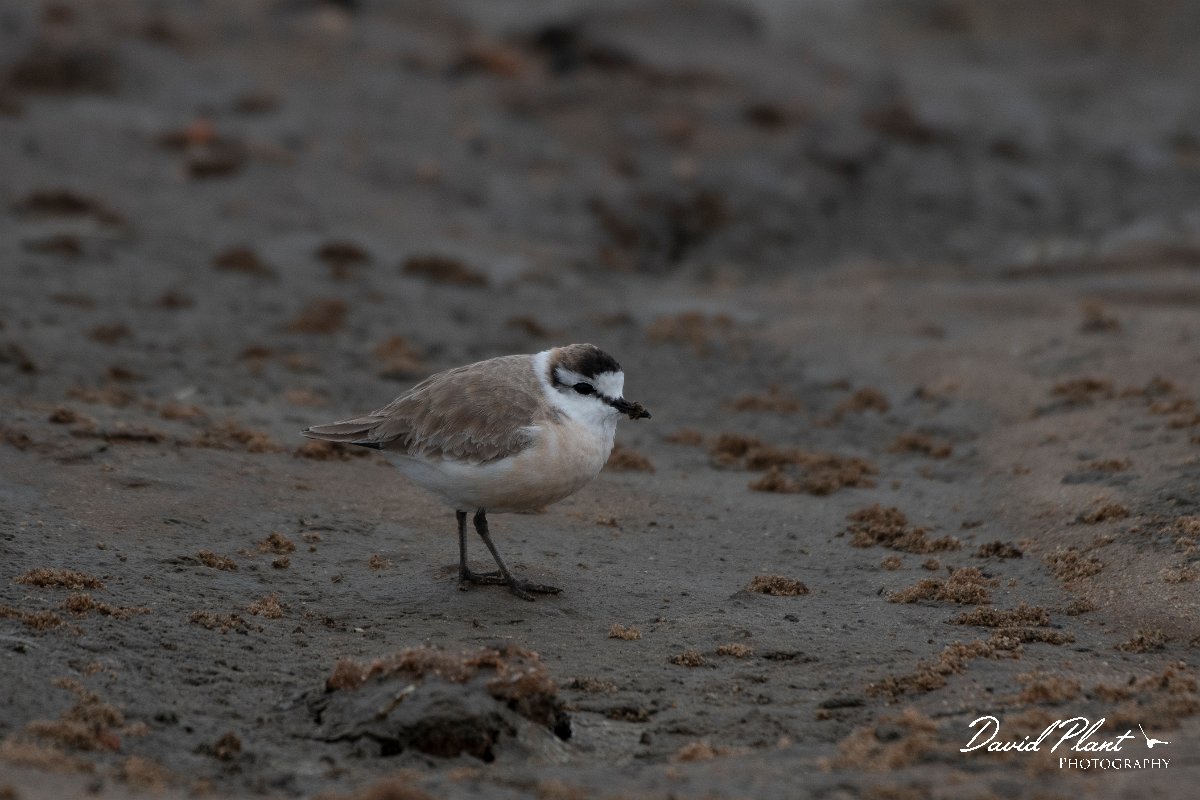 DPPhotography - Namibia - White-fronted plover - F.jpg - White-fronted plover - Walvis Bay