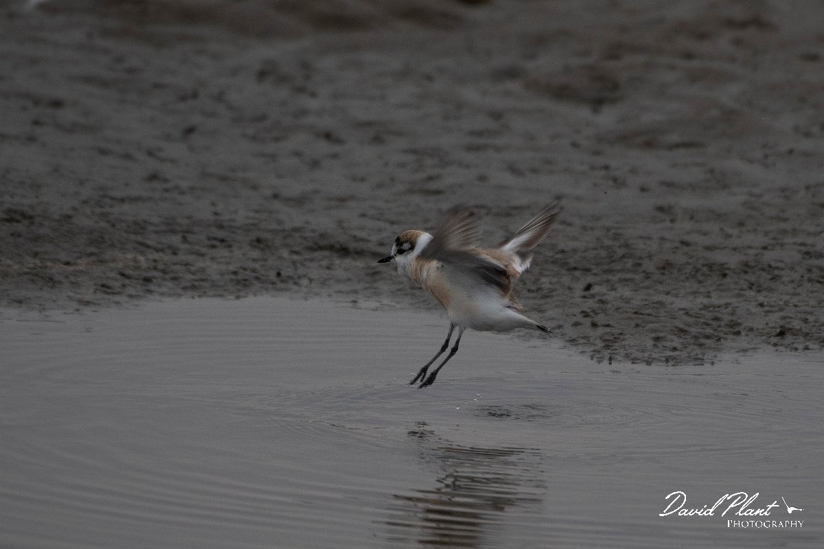 DPPhotography - Namibia - White-fronted plover - G.jpg - White-fronted plover - Walvis Bay