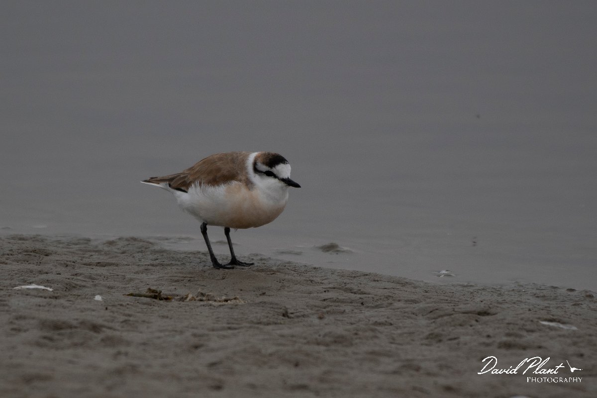 DPPhotography - Namibia - White-fronted plover - H.jpg - White-fronted plover - Walvis Bay