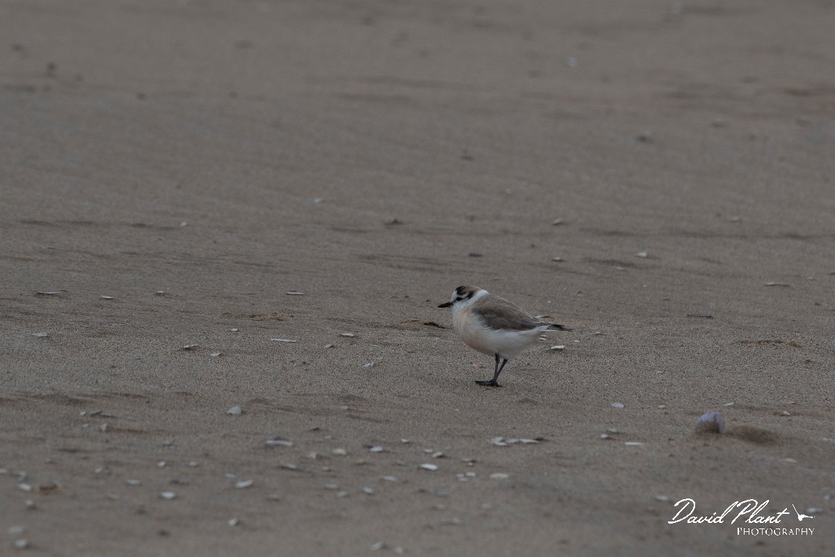 DPPhotography - Namibia - White-fronted plover - I.jpg - White-fronted plover - Walvis Bay